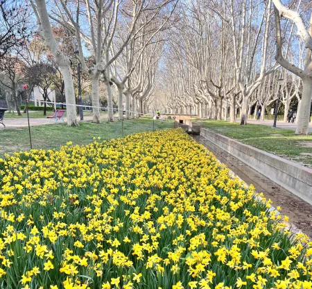 Los tulipanes y los narcisos regresan puntuales a su cita con la primavera de Zaragoza