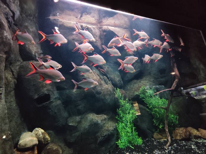 Acuario fluvial de Zaragoza